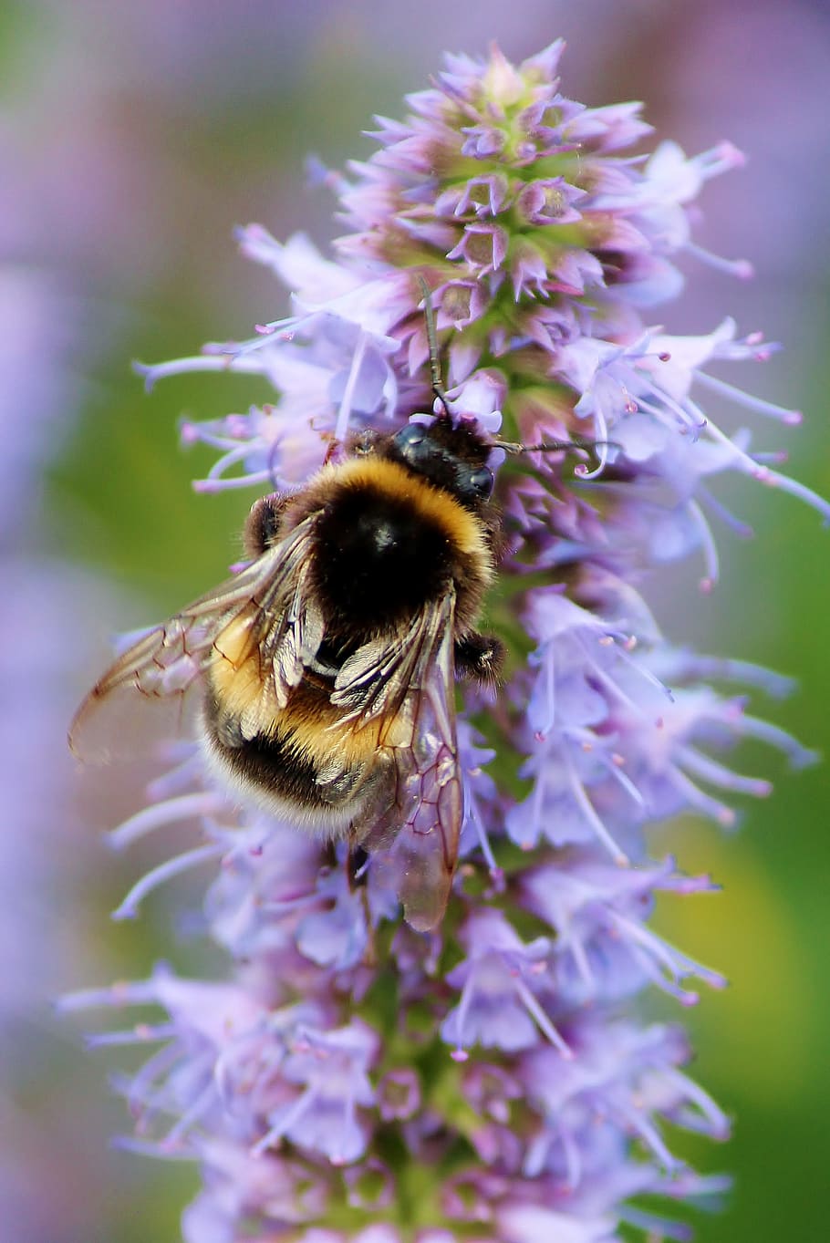 abella, hummel, insecte, pol·len, mel, flor, florir, espolvorear, recollir, tancar, naturalesa, porpra, animal, polinització, nèctar, abella ocupada, pol·len de l’abella, jardí, recollir mel, planta amb flors, invertebrat, fragilitat, bellesa a la natura, vulnerabilitat, temes d'animals, animals a la natura, fauna animal, un animal, planta, pètal, cap de flor, frescor, creixement, primer pla, Abellot, cap gent, a l'aire lliure, 2K