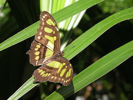 farfalla, erba, riposo, insetto, fauna selvatica, invertebrato, temi animali, un animale, animali allo stato selvatico, animale, ala animale, foglia, parte vegetale, avvicinamento, pianta, farfalla - insetto, bellezza nella natura, natura, concentrarsi sulle conoscenze acquisite, colore verde, giorno, nessuno, all'aperto, 2K, CC0, dominio pubblico, privo di copyright