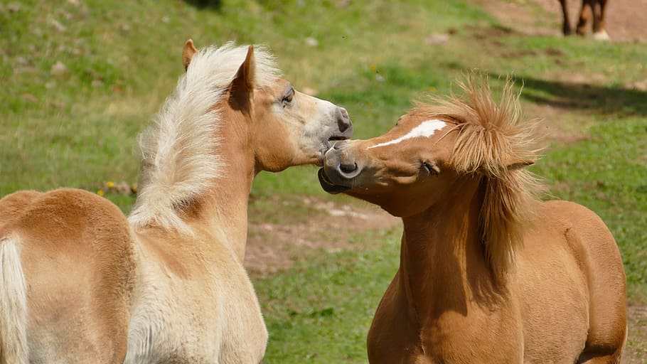 dos, marró, cavalls, Pròxim, cavall, poltre, trobada, jugar, naturalesa, bonic, animal jove, temes d'animals, animal, mamífer, animals domèstics, grup d’animals, bestiar, nacional, mascotes, dos animals, fauna animal, herba, vertebrats, cabell, planta, unió, dia, centrar-se en primer pla, a l'aire lliure, herbívors, cap d’animals, 5K