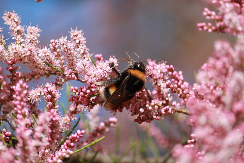 Insekt, Natur, Bourdon, Blume, blühende Pflanze, Tierwelt, Tiere in freier Wildbahn, ein Tier, Tier, Tierthemen, Pflanze, Zerbrechlichkeit, Schönheit in der Natur, Verletzlichkeit, wirbellos, Wachstum, Frische, Nahansicht, Bestäubung, Biene, pinke Farbe, Blütenkopf, keine Leute, draußen, Tierflügel, Frühling, Hummel, 2K, CC0, gemeinfrei, lizenzfrei