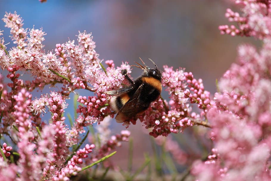insecte, naturalesa, Bourdon, flor, planta amb flors, fauna animal, animals a la natura, un animal, animal, temes d'animals, planta, fragilitat, bellesa a la natura, vulnerabilitat, invertebrat, creixement, frescor, primer pla, polinització, abella, color rosa, cap de flor, cap gent, a l'aire lliure, ala dels animals, primavera, Abellot, 2K