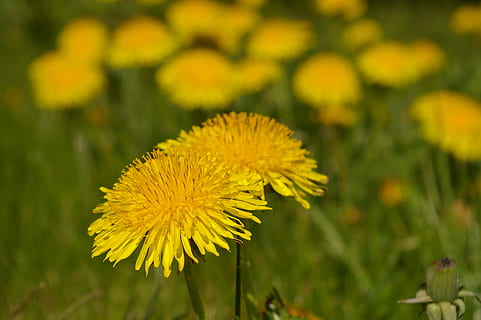 Meadow, Spring, Flowers, spring meadow, spring, flowers, flower meadow, signs of spring, dandelion, spring fever, nature, spring awakening, daisy, grasses, beautiful, grass, green, plant, nice weather, bloom, mood, background, flower, yellow, growth, fragility, flowering plant, freshness, beauty in nature, vulnerability, flower head, close-up, focus on foreground, inflorescence, petal, field, land, no people, day, outdoors, 2K, CC0, public domain, royalty free