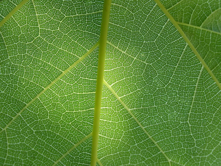 fotografia de tret macro, verd, full, antecedents de la planta, ramificacions, fons abstracte, textura, arquitectura de plantes, textura natural, kit de llum, orgànic, naturalesa, planta, fons, primer pla, patró, estiu, frescor, color verd, botànica, macro, marc complet, bellesa a la natura, cap gent, part de la planta, patró natural, vulnerabilitat, vena de la fulla, fragilitat, dia, a l'aire lliure, creixement, 4K