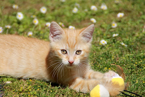 Kätzchen, Katze, Raubtier, rot, Maincoon, eilen, dom, jagen, Säugetier, Hauskatze, inländisch, Tier, Haustiere, Tierthemen, katzenartig, ein Tier, Porträt, Gras, Kamera betrachten, Wirbeltier, Pflanze, Entspannung, Feld, Whisker, Land, keine Leute, rote Katze, Tierkopf, 4K, CC0, gemeinfrei, lizenzfrei