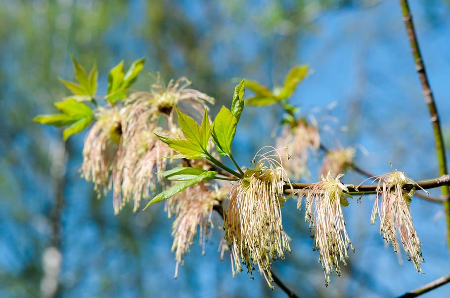 arbres, arracades, cel blau, primavera, arbre, grilló, planta, bedoll, branca, catkins, verds, bosc, verd, naturalesa viva, fulles, naturalesa, sol, florir, Rússia, florint, centrar-se en primer pla, primer pla, creixement, cap gent, dia, bellesa a la natura, penjant, a l'aire lliure, full, part de la planta, flor, llum solar, tranquil·litat, planta amb flors, frescor, tija de la planta, Planta esvaïda, sec, 4K