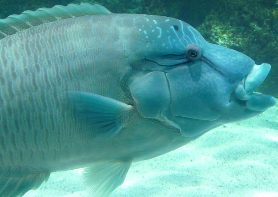 Blaufisch, Natur, Blau, Fisch, ein Tier, Tierthemen, Tiere in freier Wildbahn, Tierwelt, Leben im Meer, Tier, unter wasser, Wasser, Meer, Wirbeltier, Schwimmen, keine Leute, Marine, Nahansicht, Tiere in Gefangenschaft, Panzer, Aquarium, unterseeisch, Tierkopf, 4K