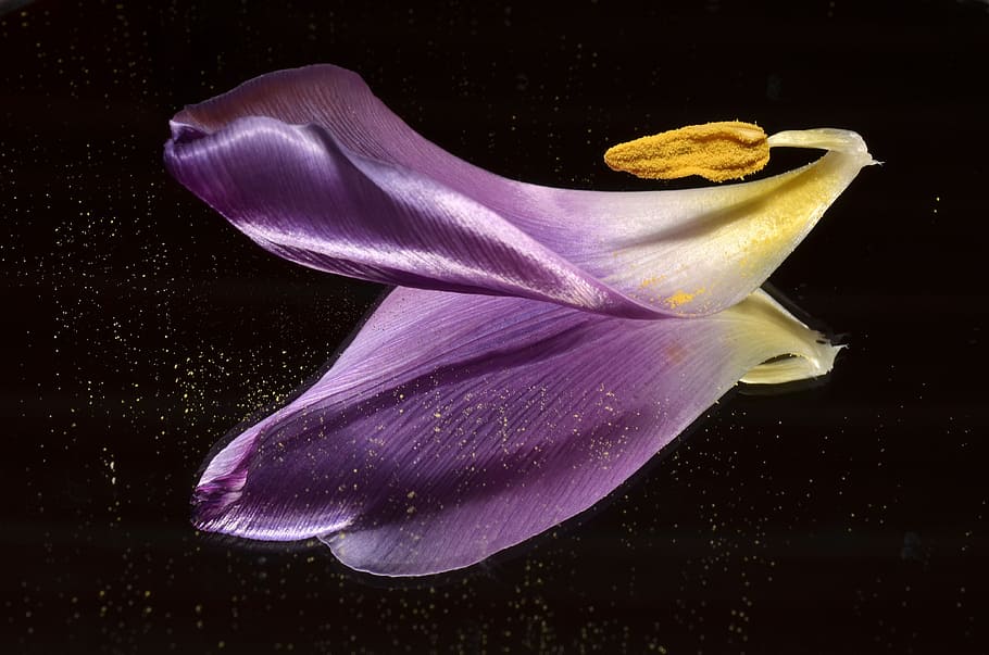 tulipa, compartit, mirall, porpra, naturalesa, aigua, macro, flor, primer pla, bellesa a la natura, pètal, flor única, cap gent, fragilitat, tir de l'estudi, frescor, planta amb flors, vulnerabilitat, inflorescència, cap de flor, planta, a l'interior, fons negre, pol·len, creixement, suavitat, 4K
