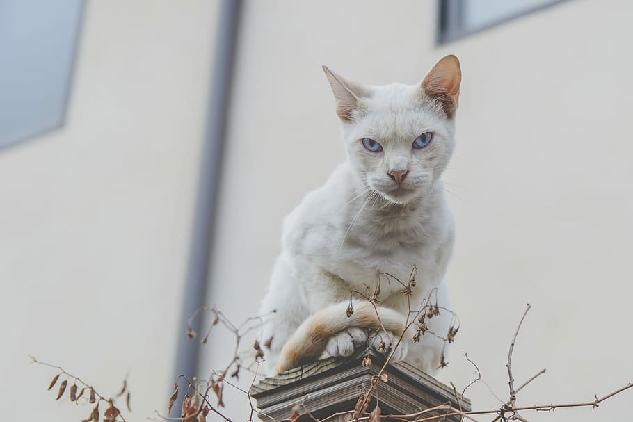 selectiu, focalitzar la fotografia, blanc, gat, gat assegut, columna, es va asseure, enfadat, cara, mirant, fixa't, edifici, planta, a l'aire lliure, animal, pell, mascota, ull blau, blau, judicial, nacional, gat domèstic, mascotes, animals domèstics, un animal, felí, mamífer, vertebrats, retrat, mirant la càmera, cap gent, assegut, dia, Color blanc, centrar-se en primer pla, bigotis, 2K