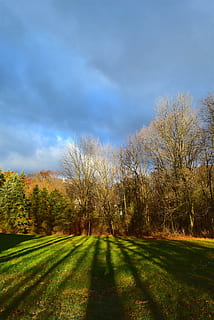 nascer do sol, luz do dia, sombras, arvores, natureza, grama, panorama, leve, verde, natural, outono, amarelo, novembro, brilhante, colorida, outonal, manhã, luz solar, plantar, árvore, céu, nuvem - céu, cena tranquila, tranquilidade, beleza na natureza, scenics - natureza, cor verde, crescimento, terra, ninguém, meio Ambiente, dia, campo, cena não urbana, ao ar livre, 4K, CC0, domínio público, royalty free