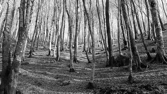 bosc, arbres, tronc, ruta, boscos de tardor, muntanya, full, paisatge, faig, naturalesa, arbre, blanc i negre, a l'aire lliure, escenics, branca, tronc de l'arbre, escena no urbana, cap gent, tranquil·litat, creixement, planta, terra, escena tranquil·la, bellesa a la natura, dia, escenics - natura, medi ambient, remot, bambú - planta, 4K, CC0, domini públic, lliure de regalies