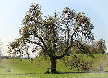 primavera, arbre, florir, seient, banc, seure, naturalesa, fora, feu clic, recuperació, planta, herba, cel, camp, creixement, bellesa a la natura, tranquil·litat, dia, color verd, cap gent, terra, escena tranquil·la, cel clar, paisatge, branca, escenics - natura, parc, a l'aire lliure, 4K, CC0, domini públic, lliure de regalies