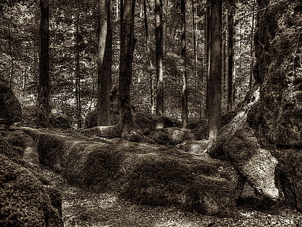 druido boschetto, foresta, radice, radice dell'albero, Parco Nazionale, coperto di vegetazione, natura, ombra, muschio, albero, bianco e nero, paesaggio, bosco, all'aperto, pianta, terra, tronco d'albero, tronco, crescita, la tranquillità, giorno, bellezza nella natura, scena non urbana, nessuno, scenics - natura, scena tranquilla, legno - materiale, ambiente, 4K, CC0, dominio pubblico, privo di copyright