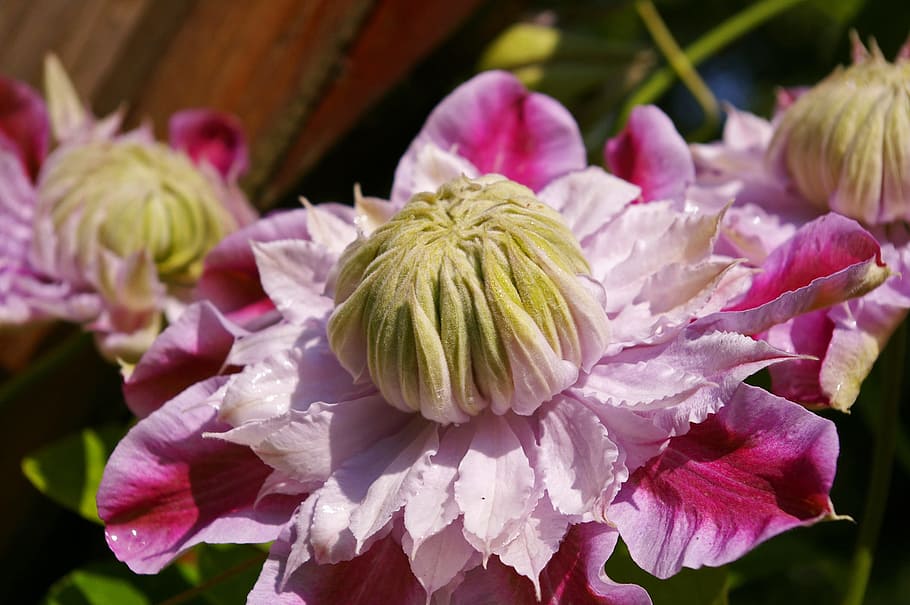 clematide, fioritura, fiore, rosa, pianta ornamentale, bellissimo, scalatore, dolce, pianta da giardino, giardino floreale, pianta, germoglio, flora, esotico, natura, giardino, petali, estate, decorativo, pianta fiorita, bellezza, paesaggio, giardini, freschezza, petalo, fragilità, avvicinamento, nessuno, bellezza nella natura, crescita, vulnerabilità, infiorescenza, testa di fiore, concentrarsi sulle conoscenze acquisite, colore rosa, giorno, all'aperto, viola, botanica, 2K