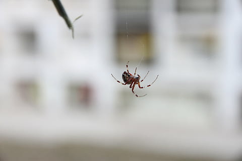 แมงมุม, arachnids, นักล่า, ธีมสัตว์, สัตว์, สัตว์ป่า, สัตว์ที่ไม่มีกระดูกสันหลัง, สัตว์ในป่า, สัตว์หนึ่งตัว, แมลง, เลือกโฟกัส, ใกล้ชิด, แมลงจำพวกแมลงมุม, ใยแมงมุม, arthropod, วัน, ไม่มีคน, ธรรมชาติ, ความบอบบาง, มุ่งเน้นไปที่เบื้องหน้า, ส่วนของร่างกายสัตว์, กลางแจ้ง, ขาสัตว์, 5K, CC0, โดเมนสาธารณะ, ค่าลิขสิทธิ์ฟรี