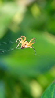 edderkop, spindelvæv, tæt, makro, spindlere, insekt, hvirvelløse, tæt på, arachnid, dyr i naturen, et dyr, dyreliv, dyr, dag, dyre temaer, selektiv fokusering, leddyr, fokus på forgrunden, natur, ingen mennesker, skrøbelighed, plante, udendørs, edderkoppespind, dyr ben, 4K, CC0, offentligt domæne, royaltyfrie