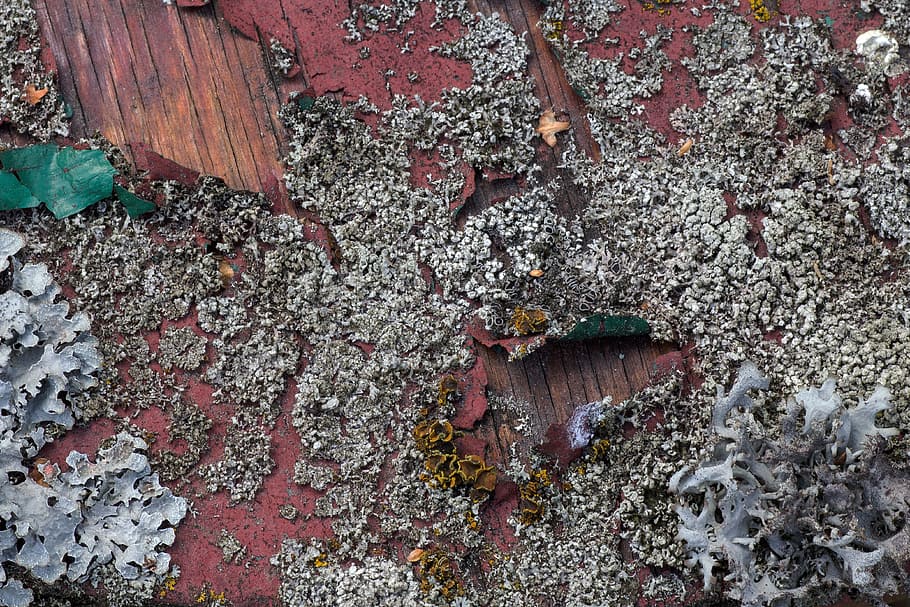 legna, sfondo, modello, struttura, tessere, vecchia vernice, giorno, nessuno, vista dall'alto, all'aperto, natura, intemperie, strutturato, avvicinamento, danneggiato, legno - materiale, deterioramento, fotogramma intero, declino, vecchio, caratteristica della parete, struttura costruita, abbandonato, cattiva condizione, sfondi, ruvido, lichene, rovinato, 4K