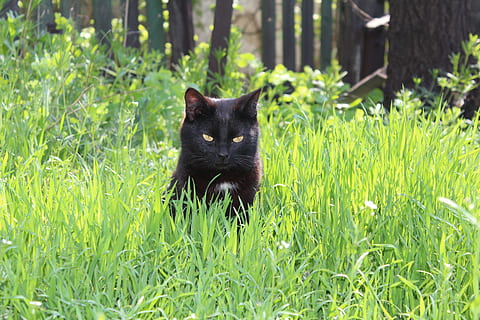 cat, grass, spring, animals, muzzle cat, cat eyes, nature, discontent, view, pet, plant, domestic cat, pets, mammal, domestic, animal themes, animal, feline, domestic animals, one animal, green color, growth, land, vertebrate, field, day, black color, no people, outdoors, whisker, 5K, CC0, public domain, royalty free
