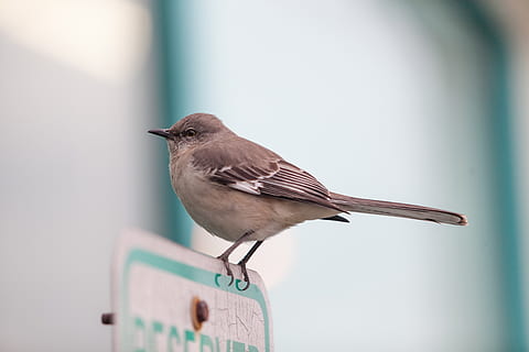 oiseau, oiseau moqueur, à l'extérieur, sauvage, animal, faune, profondeur de champ, la faune des animaux, vertébré, se percher, un animal, se concentrer sur le premier plan, fermer, animaux à l'état sauvage, journée, toute la longueur, personne, vue de côté, en plein air, mise au point sélective, moineau, la nature, espace de copie, 4K, CC0, domaine public, libre de droits