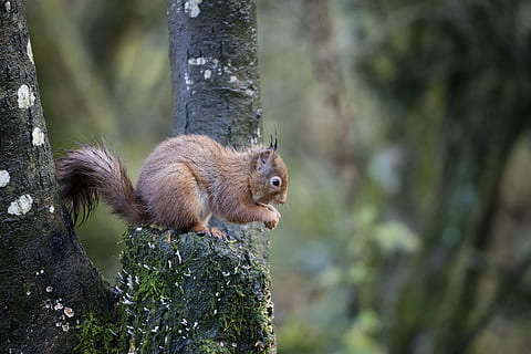marró, esquirol, arbre, esquirol vermell, vida salvatge, bosc, sciurus, vulgaris, bonic, animal, Escòcia, rosegador, naturalesa, mamífer, a l'aire lliure, animals a la natura, cua, fauna animal, un animal, temes d'animals, tronc, tronc de l'arbre, planta, centrar-se en primer pla, dia, cap gent, terra, vertebrats, escorça, 8K, CC0, domini públic, lliure de regalies