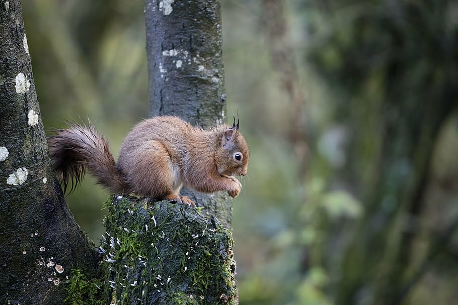 marró, esquirol, arbre, esquirol vermell, vida salvatge, bosc, sciurus, vulgaris, bonic, animal, Escòcia, rosegador, naturalesa, mamífer, a l'aire lliure, animals a la natura, cua, fauna animal, un animal, temes d'animals, tronc, tronc de l'arbre, planta, centrar-se en primer pla, dia, cap gent, terra, vertebrats, escorça, 8K