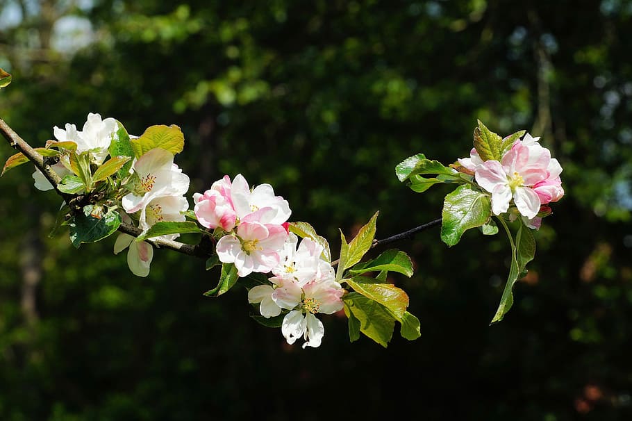 hvid, lyserød, blomster, æbletræ, træ, forår, forår, blomster, afdeling, forår, blade, bud, sød, æbleblomst, natur, træ, have, æbletræ blomstre, tæt, blomstringstid, frugt træ, blomst, blomstre, lyserød farve, ingen mennesker, skrøbelighed, blomstrende plante, plante, friskhed, sårbarhed, skønhed i naturen, vækst, kronblad, tæt på, blomsterhoved, blomsterstand, fokus på forgrunden, dag, udendørs, Kirsebærtræ, kirsebær blomst, 5K