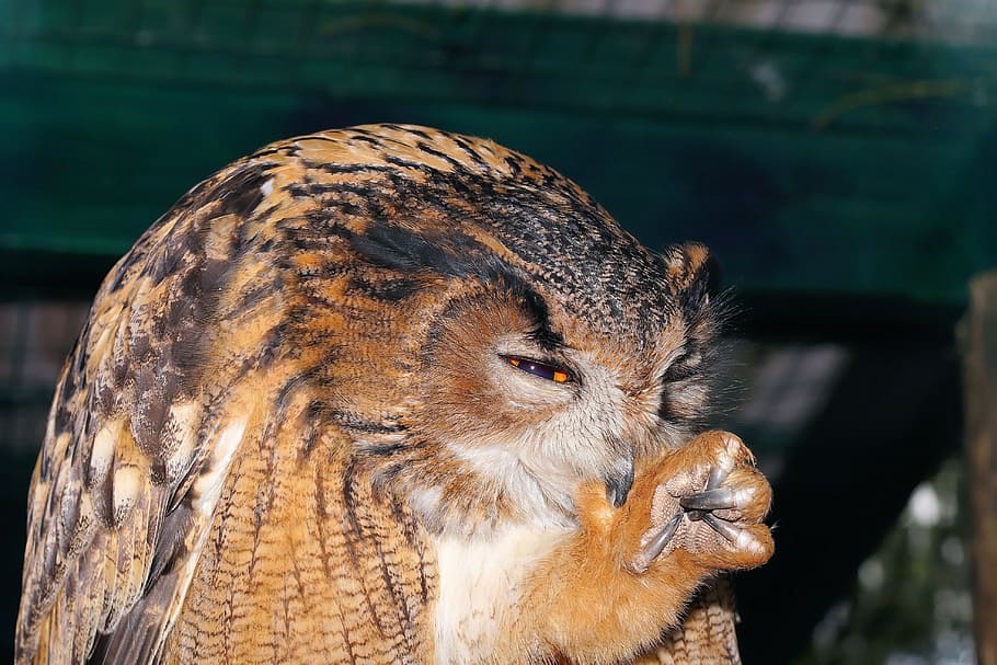 marró, mussol, durant el dia, eaguila, ocell, ploma, animal, nit activa, raptor, rapinyaire, ulls il·luminats, bubo bubo, netejar, vida salvatge, ull d’animals, animals a la natura, bec, un animal, fauna animal, temes d'animals, cap gent, primer pla, vertebrats, mamífer, centrar-se en primer pla, part del cos dels animals, dia, cap d’animals, mirant, a l'aire lliure, mirant cap a fora, naturalesa, retrat, llum solar, bigotis, vista del perfil, herbívors, 4K