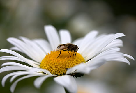 abella, margarida, pol·len, treballar, insecta, naturalesa, flor, blanc, planta amb flors, animal, temes d'animals, bellesa a la natura, invertebrat, frescor, fauna animal, fragilitat, insecte, primer pla, pètal, un animal, planta, vulnerabilitat, cap de flor, enfocament selectiu, cap gent, animals a la natura, creixement, a l'aire lliure, polinització, 4K, CC0, domini públic, lliure de regalies