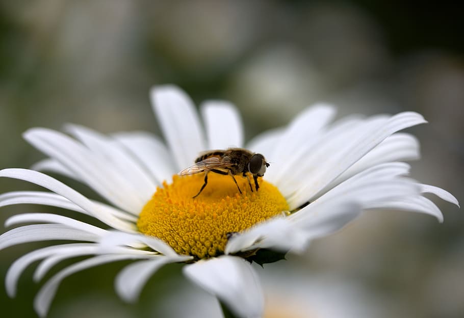 abella, margarida, pol·len, treballar, insecta, naturalesa, flor, blanc, planta amb flors, animal, temes d'animals, bellesa a la natura, invertebrat, frescor, fauna animal, fragilitat, insecte, primer pla, pètal, un animal, planta, vulnerabilitat, cap de flor, enfocament selectiu, cap gent, animals a la natura, creixement, a l'aire lliure, polinització, 4K