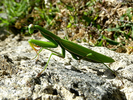 Modliszka, mantodea, blisko, jedno zwierzę, zielony kolor, tematy zwierzęce, zwierzęca przyroda, zbliżenie, zwierzęta na wolności, bezkręgowy, dzień, zwierzę, selektywne skupienie, owad, Natura, żadnych ludzi, światło słoneczne, na dworze, skupić się na pierwszym planie, rock - obiekt, solidny, roślina, 4K, CC0, domena publiczna, darmowe zdjęcia