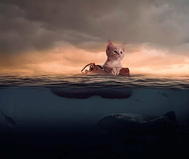 laranja, malhado, gatinho, Castanho, bota, mar, gato, por do sol, reflexão, crepúsculo, nuvem - céu, sentado, ninguém, temas animais, um animal, gato doméstico, ao ar livre, mamífero, animal, pets, doméstico, animais domésticos, agua, felino, céu, beleza na natureza, natureza, 1080P, CC0, domínio público, royalty free
