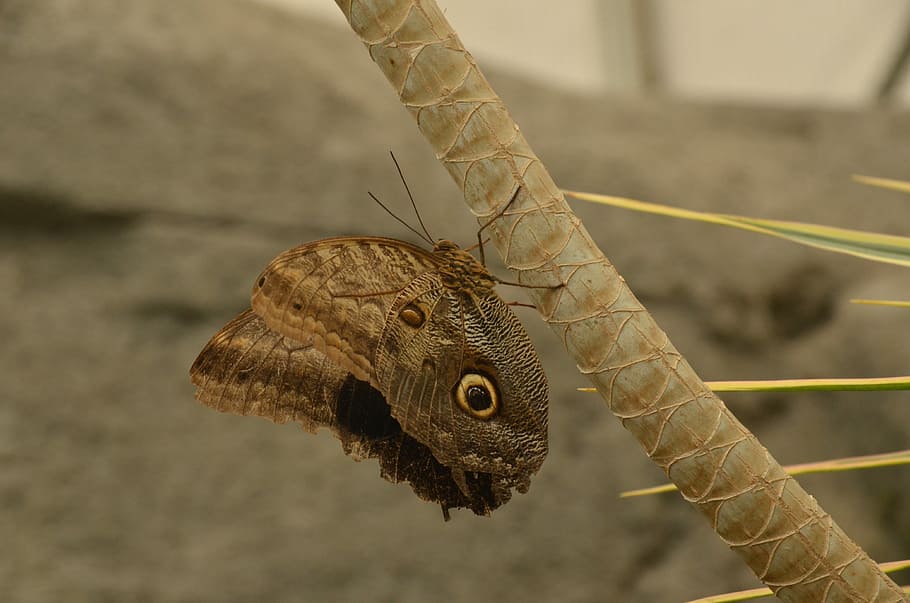 papallona, morpho peleides, marró, error, naturalesa, un animal, dia, temes d'animals, a l'aire lliure, animals a la natura, primer pla, animal, centrar-se en primer pla, fauna animal, invertebrat, insecte, cap gent, ala dels animals, part del cos dels animals, arna, corda, papallona - insecte, patró natural, pal - part de la planta, cap d’animals, 4K