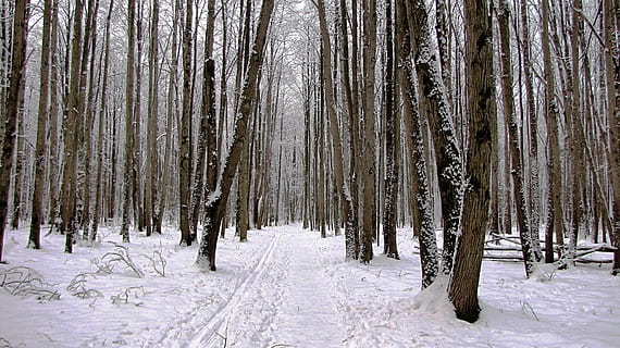hivern, naturalesa, arbres, temperatura de fred, neu, bosc, arbre, terra, planta, escenics - natura, escena no urbana, escena tranquil·la, bellesa a la natura, tranquil·litat, cap gent, Color blanc, medi ambient, tronc de l'arbre, tronc, pi, bosc de pi, arbre de coníferes, a l'aire lliure, nevar, cargol, 2K, CC0, domini públic, lliure de regalies