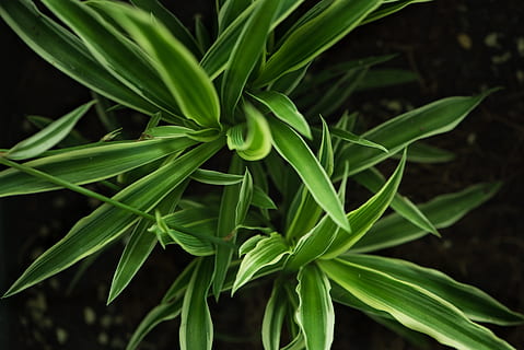 planta de serp verd, planta verda, primer pla, foto, fulla verda, planta, full, verd, naturalesa, color verd, creixement, frescor, Medicina alternativa, agricultura, granja, part de la planta, bellesa a la natura, cap gent, dia, centrar-se en primer pla, camp, menjar i beguda, terra, menjar, herba, a l'aire lliure, vista d’angle alt, marc complet, 5K, CC0, domini públic, lliure de regalies
