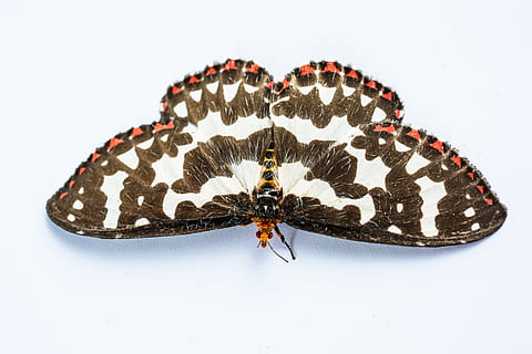 farfalla, insetto, farfalla - insetto, animale, natura, ala animale, avvicinamento, macro, isolato, temi animali, un animale, girato in studio, sfondo bianco, invertebrato, fauna selvatica, animali allo stato selvatico, nessuno, in casa, parte del corpo animale, lunghezza intera, vista dall'alto, bellezza nella natura, zoologia, 5K, CC0, dominio pubblico, privo di copyright