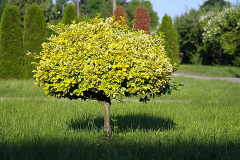 drzewo, małe drzewo, samotne drzewo, Zielony, miniaturka, zielone drzewo, Natura, listowie, trawa, park, cień, liść, lato, roślina, zielony kolor, na dworze, wzrost, piękno natury, kwiat, roślina kwitnąca, pole, dzień, żółty, skupić się na pierwszym planie, wylądować, żadnych ludzi, świeżość, spokój, wrażliwość, kruchość, głowa kwiatu, 5K, CC0, domena publiczna, darmowe zdjęcia