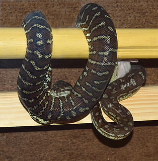 gyvatė, pythonas, kiliminė python, siaurėjantis, ropliai, gyvūnas, Uždaryti, skalė, terariumas, grožis, grakštus, egzotiškas, snakehead, kilnus, gyvūnų portretas, Australija, modelį, portretas, morelia bredli, nėra žmonių, Iš arti, aukšto kampo vaizdas, gyvūnų temos, vienas gyvūnas, patalpose, gyvūnų gyvūnija, lentelė, mediena - medžiaga, gyvūnams, stuburiniai, metalo, gyvūnų kūno dalis, natiurmortas, juoda spalva, nuodingas, susieti, 2K, CC0, Viešasis domenas, nemokamai