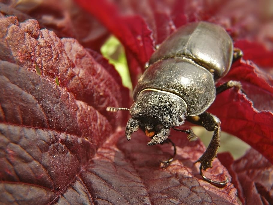 escarabat, insectes, negre, macro, tipster, bobina, invertebrat, un animal, temes d'animals, animals a la natura, animal, fauna animal, primer pla, insecte, cap gent, vermell, dia, naturalesa, centrar-se en primer pla, a l'aire lliure, zoologia, full, planta, part de la planta, vista d’angle alt, 1080P