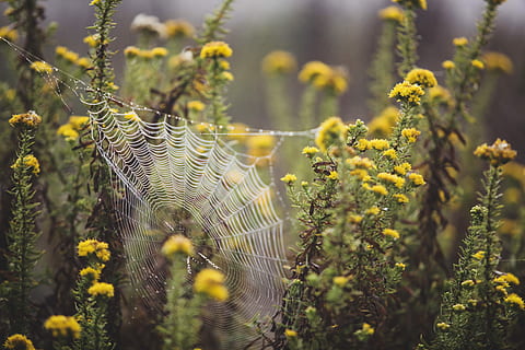 tilt shift photography, giallo, piante da fiore, ragnatela, bianca, fiori petalo, web, rugiada, web bagnato, natura, ragno, piovoso, bellissimo, mattina, fiore, dovuto, pianta, crescita, messa a fuoco selettiva, bellezza nella natura, nessuno, avvicinamento, giorno, pianta fiorita, terra, all'aperto, freschezza, campo, concentrarsi sulle conoscenze acquisite, la tranquillità, fragilità, luce del sole, colore verde, 5K, CC0, dominio pubblico, privo di copyright