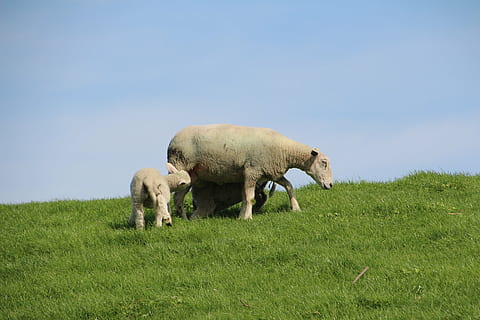 pecora, lana, agnello, diga, Schäfchen, Nordfriesland, animali, natura, pelliccia, bestiame, erba, pascolo, animale, prato, agricoltura, azienda agricola, mammifero, scena rurale, temi animali, pianta, campo, animali domestici, gruppo di animali, fauna selvatica, nessuno, terra, vertebrato, cielo, vista laterale, colore verde, giorno, all'aperto, erbivoro, famiglia di animali, 5K, CC0, dominio pubblico, privo di copyright