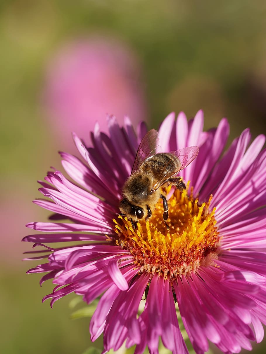 albină, Aster, nectar, insecte, natură, macro, floare, planta cu flori, frumusețe în natură, petală, animal, cap de floare, un animal, fragilitate, animale tematice, insectă, plantă, prospeţime, a închide, vulnerabilitate, animale în sălbăticie, creştere, animale sălbatice, nevertebrat, inflorescenţă, polenizare, culoarea roz, Violet, nici o persoana, polen, în aer liber, bondar, 2K