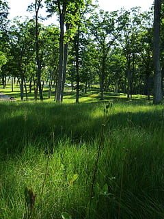 paisatge, bosc, arbres, estiu, primavera, Wisconsin, naturalesa, fora, herba, plantes, natural, bonic, arbre, color verd, a l'aire lliure, dia, planta, creixement, terra, bellesa a la natura, camp, tranquil·litat, escena tranquil·la, cap gent, escenics - natura, medi ambient, escena no urbana, verd, cel, 2K, CC0, domini públic, lliure de regalies