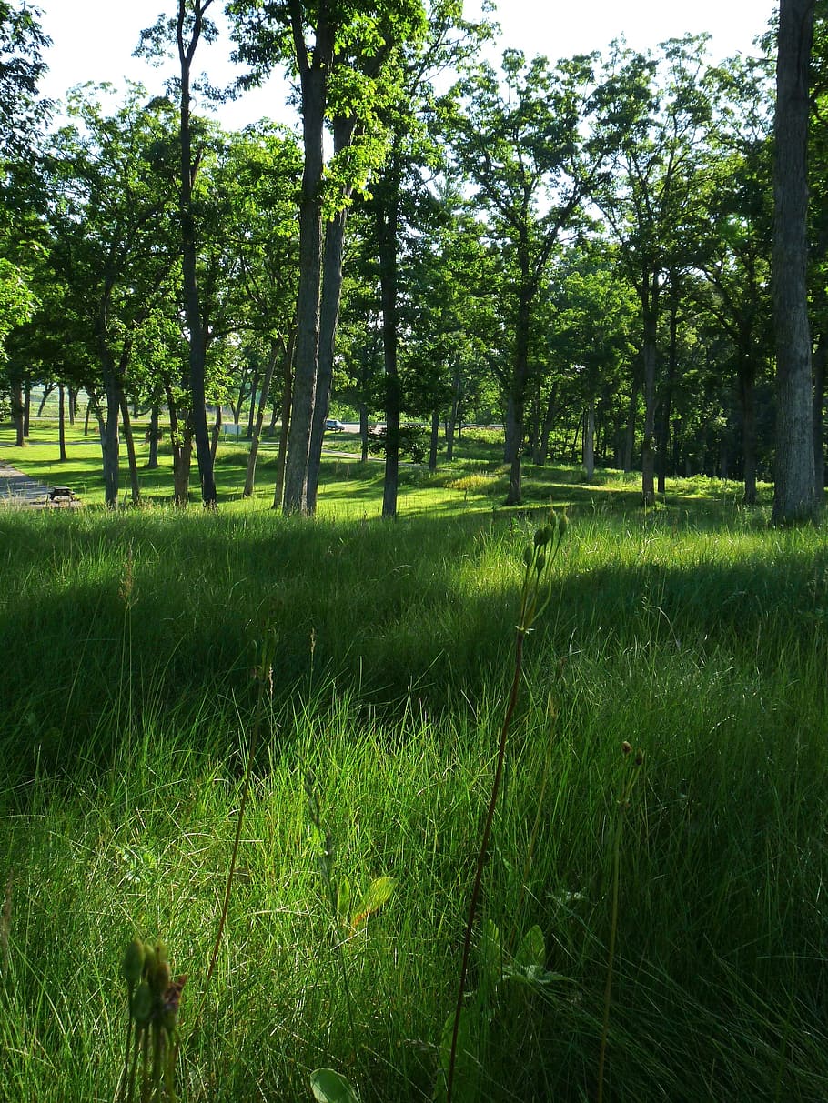 paisatge, bosc, arbres, estiu, primavera, Wisconsin, naturalesa, fora, herba, plantes, natural, bonic, arbre, color verd, a l'aire lliure, dia, planta, creixement, terra, bellesa a la natura, camp, tranquil·litat, escena tranquil·la, cap gent, escenics - natura, medi ambient, escena no urbana, verd, cel, 2K