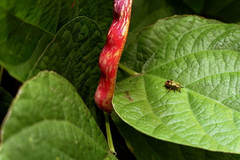 ghinion, verde, frunze, fasole, toamnă, parte a plantelor, Culoarea verde, a închide, insectă, animale sălbatice, nevertebrat, animal, animale tematice, nici o persoana, un animal, plantă, natură, animale în sălbăticie, creştere, zi, frumusețe în natură, în aer liber, prospeţime, roșu, 1080P, CC0, domeniu public, fără drepturi de autor