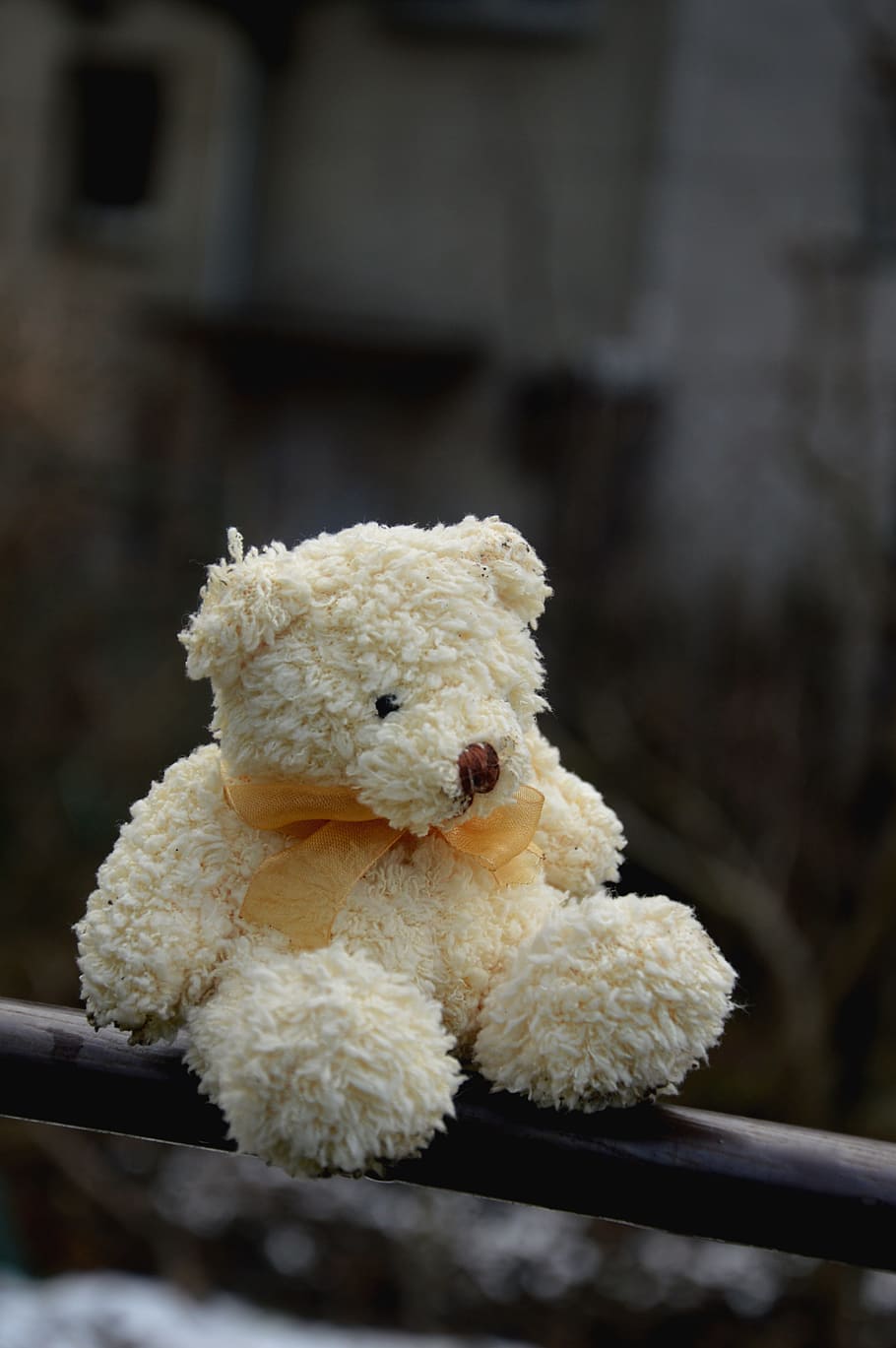 urs, pluș, fundal, iarnă, tijă, cremă, ochi, singurătate, tristeţe, pustiire, arcuri, ursuleț, jucarie de plus, jucărie, nici o persoana, abandonat, a închide, să se concentreze asupra primelor elemente, reprezentarea animalelor, reprezentare, zi, în aer liber, moliciune, culoare alba, natură, natură moartă, construită, arhitectură, jucărie de animale, 5K