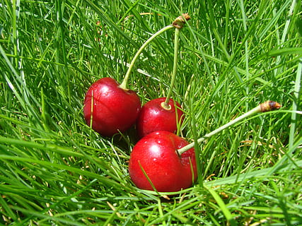 körsbär, i gräset, röd, gräs, växt, grön färg, natur, mat och dryck, frukt, mat, friskhet, tillväxt, äta nyttigt, inget folk, fält, landa, dag, närbild, utomhus, selektiv fokusering, välbefinnande, skönhet i naturen, mogen, 2K, CC0, offentligt domän, royaltyfria