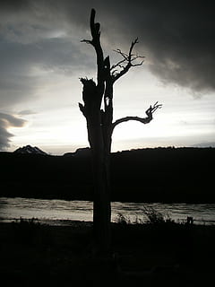 Chili, matahari terbenam, pohon mati, lampu belakang, langit, awan - langit, pohon, ketenangan, bayangan hitam, adegan yang tenang, menanam, alam, scenics - alam, keindahan di alam, lingkungan Hidup, tanah, pohon telanjang, tidak ada orang, bagasi, batang pohon, pemandangan, adegan non-urban, di luar rumah, tanaman mati, 2K, CC0, domain publik, bebas royalti