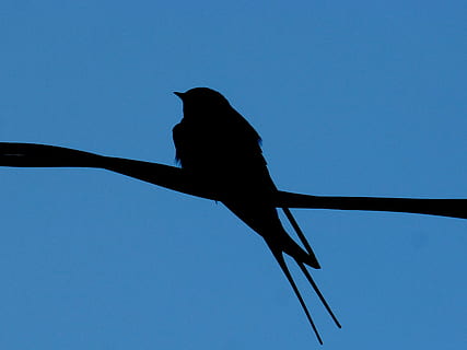 schlucken, Kabel, Hintergrundbeleuchtung, Silhouette, Himmel, ein Tier, Tier, klarer Himmel, Tierthemen, Blau, Flachwinkelansicht, Tiere in freier Wildbahn, Tierwelt, Vogel, Wirbeltier, Natur, keine Leute, hocken, kopieren sie platz, Tag, draußen, in voller Länge, 2K, CC0, gemeinfrei, lizenzfrei