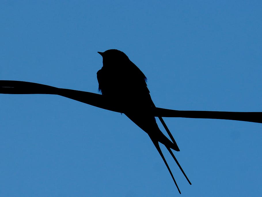 empassar, cable, llum de fons, silueta, cel, un animal, animal, cel clar, temes d'animals, blau, vista d’angle baix, animals a la natura, fauna animal, ocell, vertebrats, naturalesa, cap gent, posat, còpia espai, dia, a l'aire lliure, longitud completa, 2K