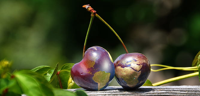 flach, fokus fotografie, Kirschen, Globus, Welt, Erde, Stil, Obst, Kontinente, Politik, Europa, Vereinigte Staaten von Amerika, Nachrichten, gesundes Essen, Lebensmittel, Essen und Trinken, Frische, Wohlbefinden, Pflanze, Natur, Nahansicht, Pflanzenteil, Blatt, Wachstum, keine Leute, Fokus auf den Vordergrund, rot, Tag, draußen, Baum, Kirsche, reif, 2K, CC0, gemeinfrei, lizenzfrei