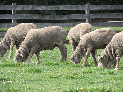 sheep, grazing, ewes, mammal, livestock, animal, animal themes, grass, domestic animals, group of animals, field, land, domestic, pets, plant, agriculture, vertebrate, nature, no people, day, green color, herbivorous, animal family, 4K, CC0, public domain, royalty free